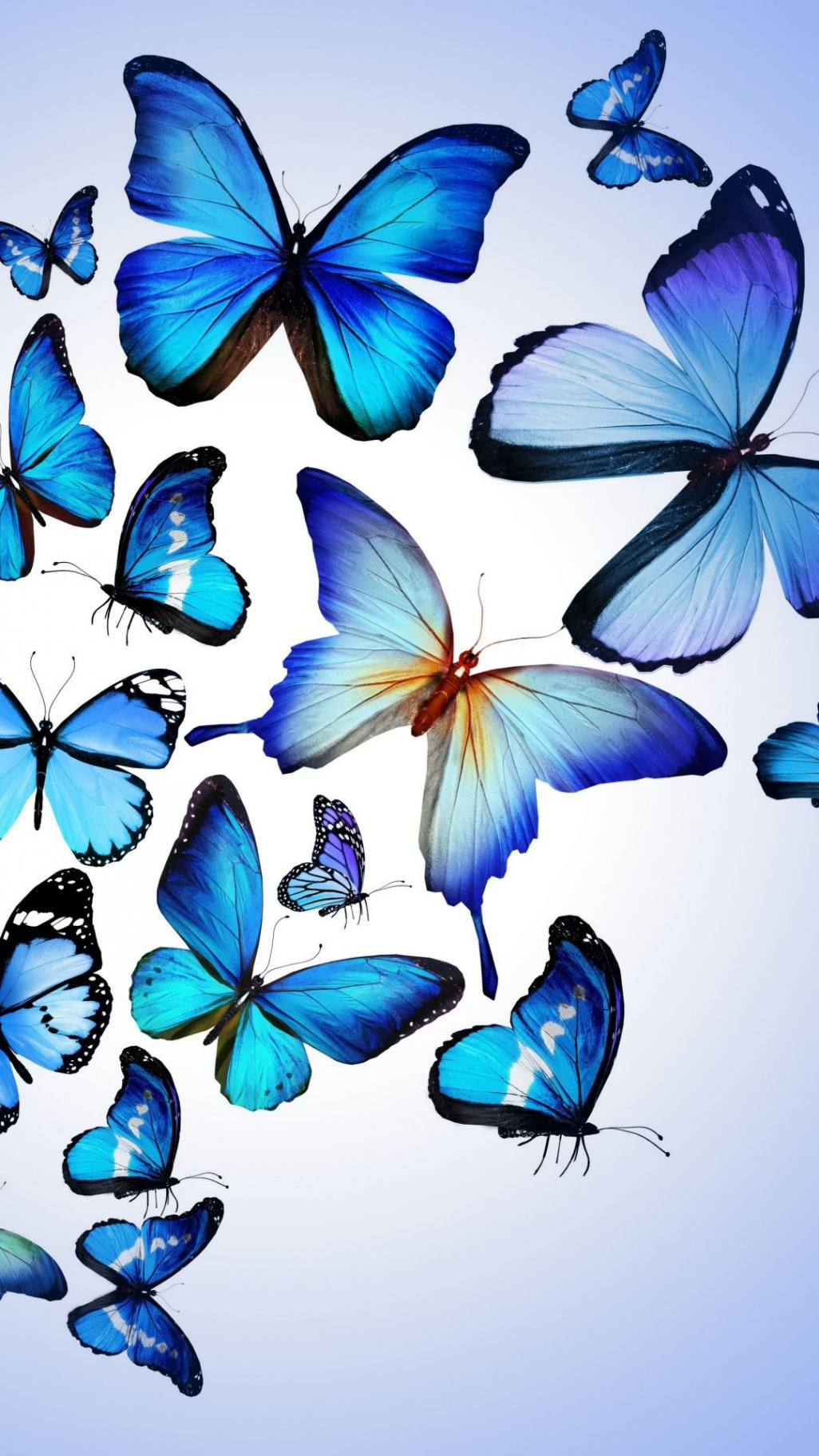 Blue Butterflies Wallpaper iPhone - Best Wallpaper HD  Blue