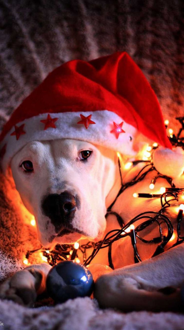 Christmas Dog Wallpaper iPhone - iXpap  Dog wallpaper iphone, Dog