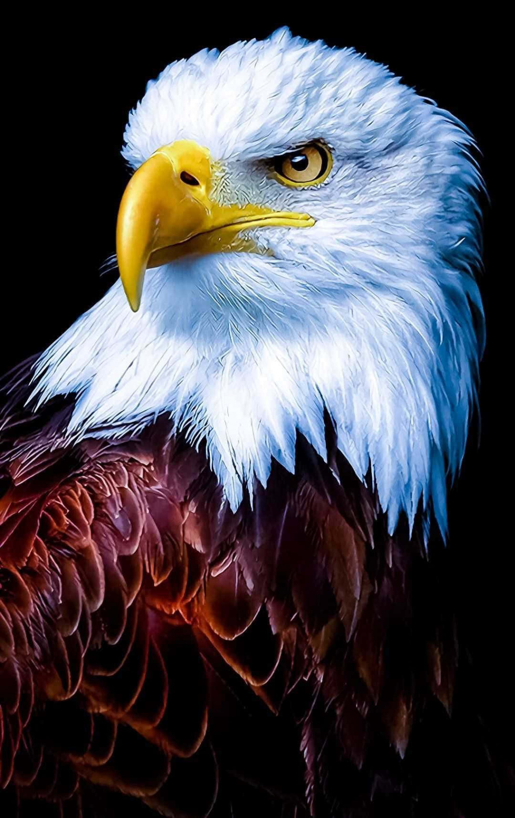 +] Eagle Iphone Wallpapers  Wallpapers