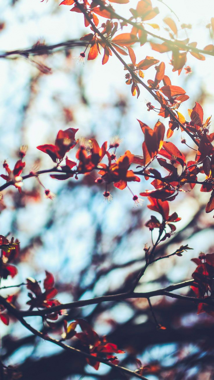 Free Autumn Inspired iPhone  Plus Wallpapers  Preppy