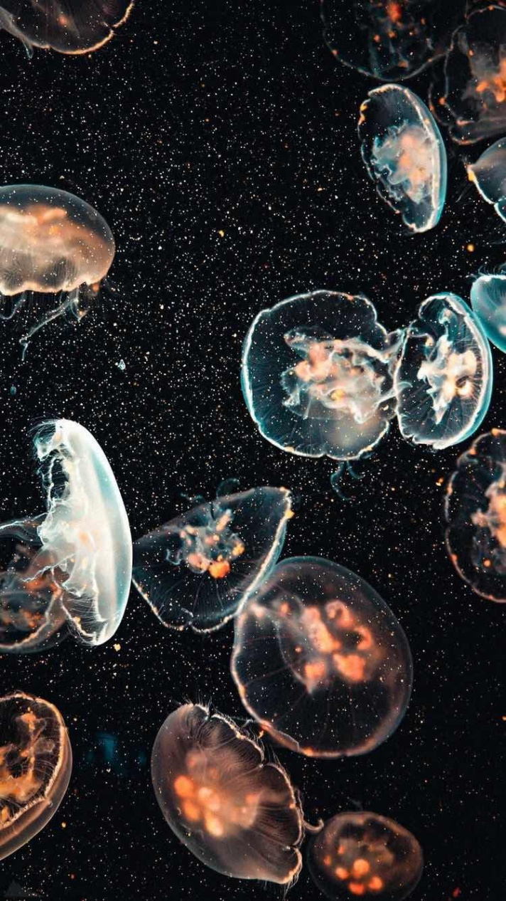 iPhone and Android Wallpapers: Jellyfish Wallpaper for iPhone and