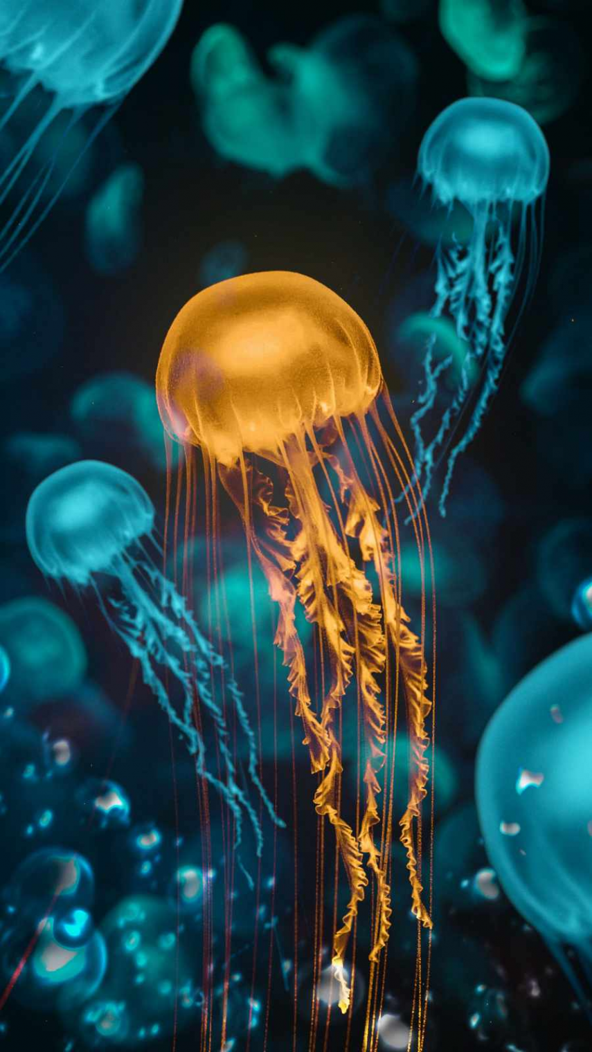 Jellyfish Underwater IPhone Wallpaper - IPhone Wallpapers : iPhone