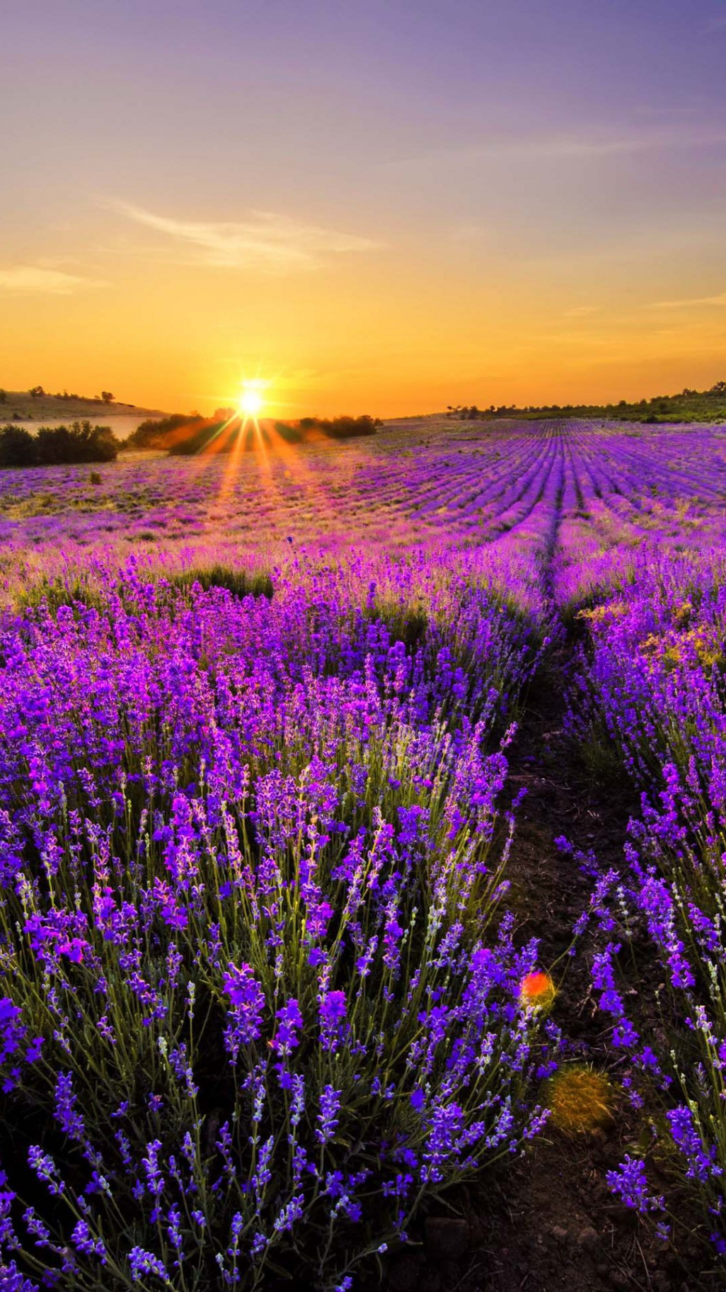 Lavender World #iPhone # #plus #Wallpaper  自然な写真, 自然