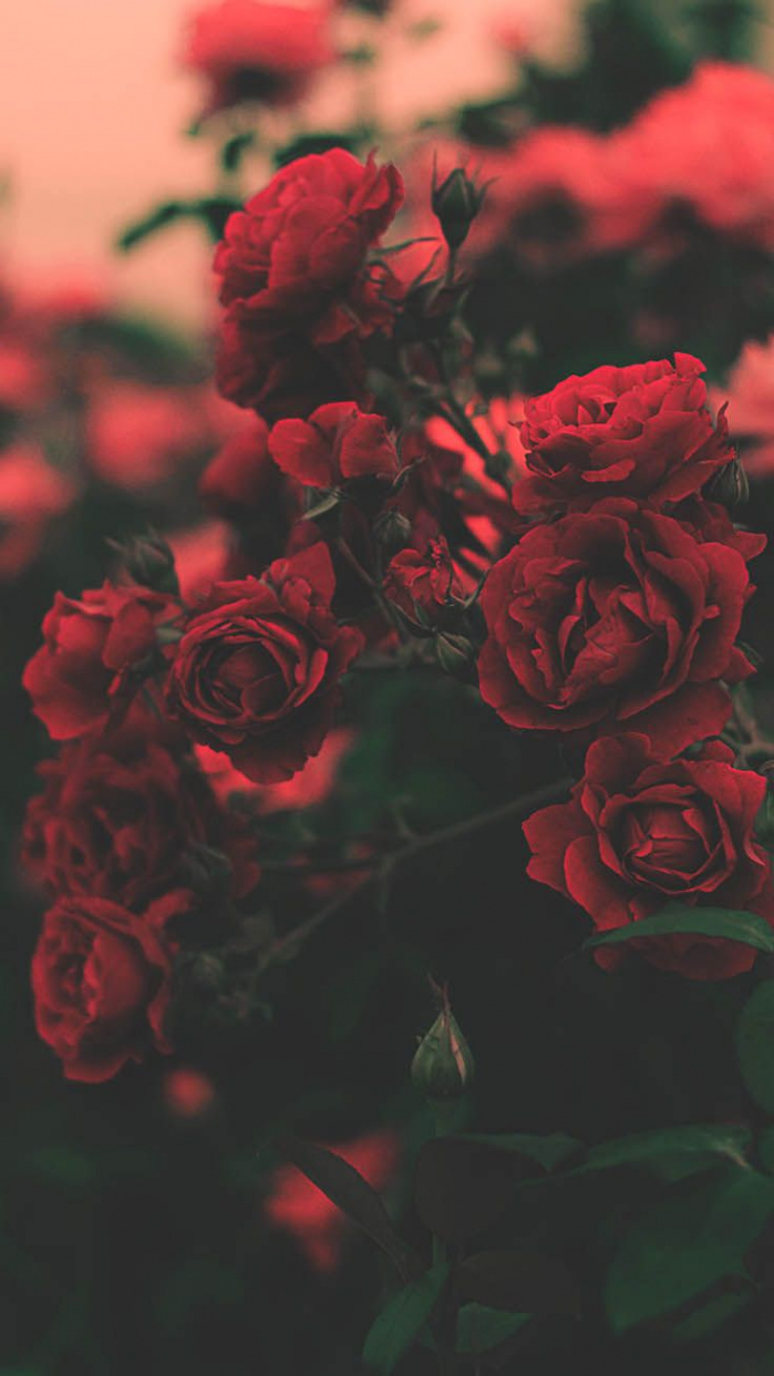 Beautiful Roses Wallpaper Backgrounds For iPhone  Vintage gül