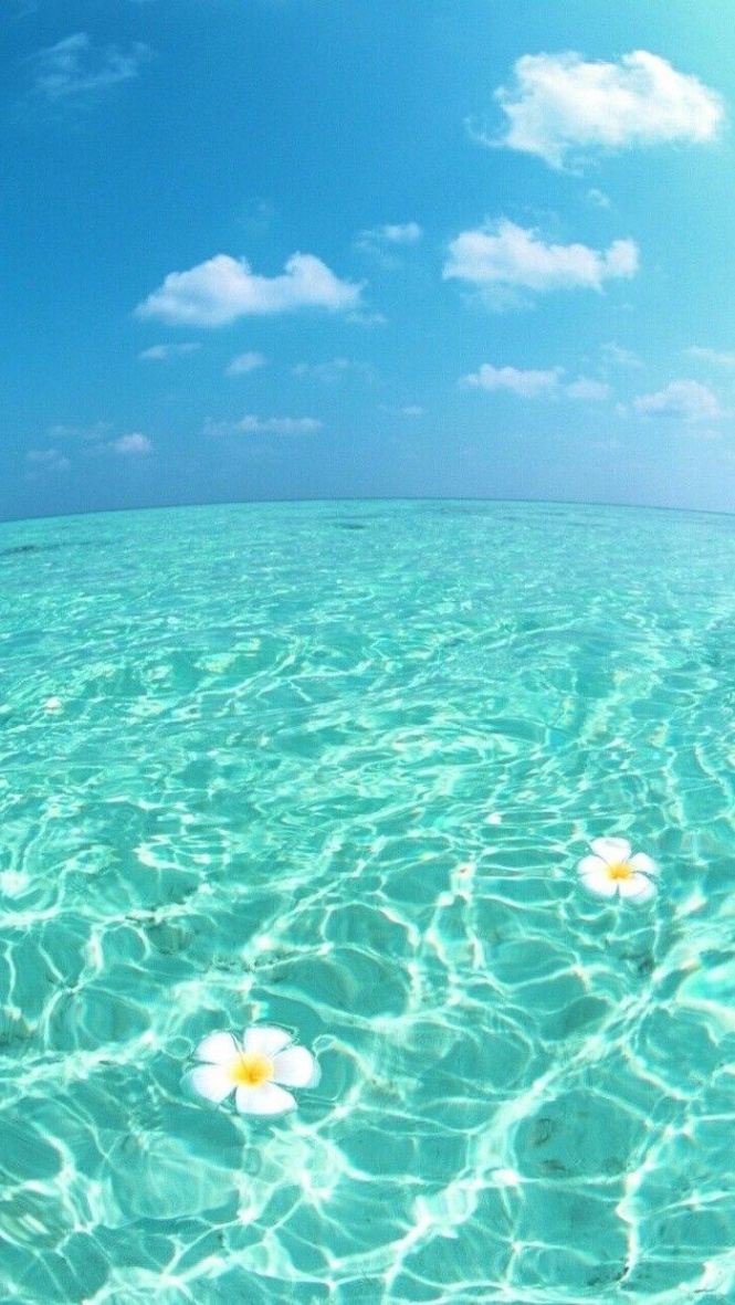 blue sky, turquoise ocean water, cute backgrounds, white flowers