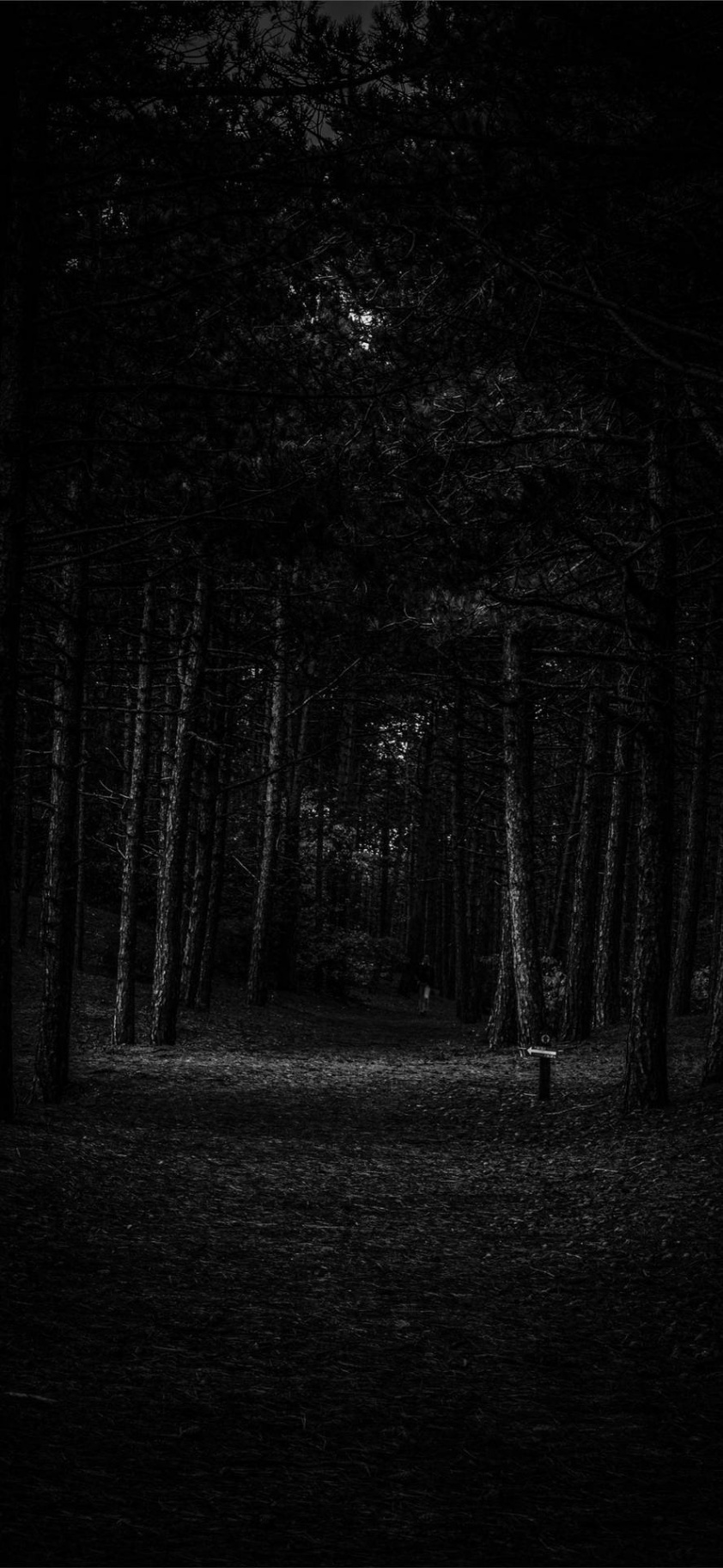 Download Empty Forest iPhone Dark Wallpaper  Wallpapers