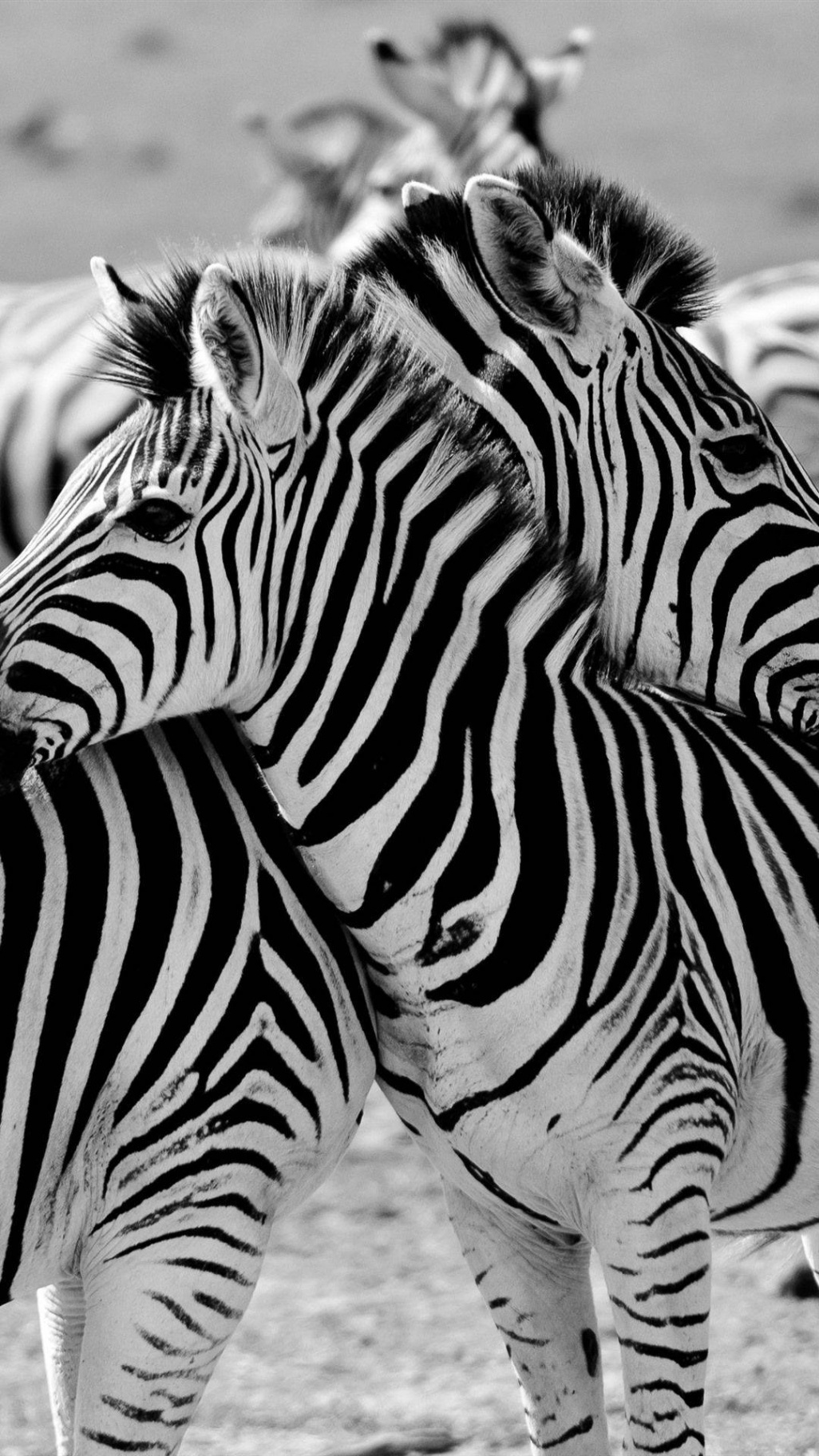 Download Majestic Zebras in the Wild African Plains with an Iphone