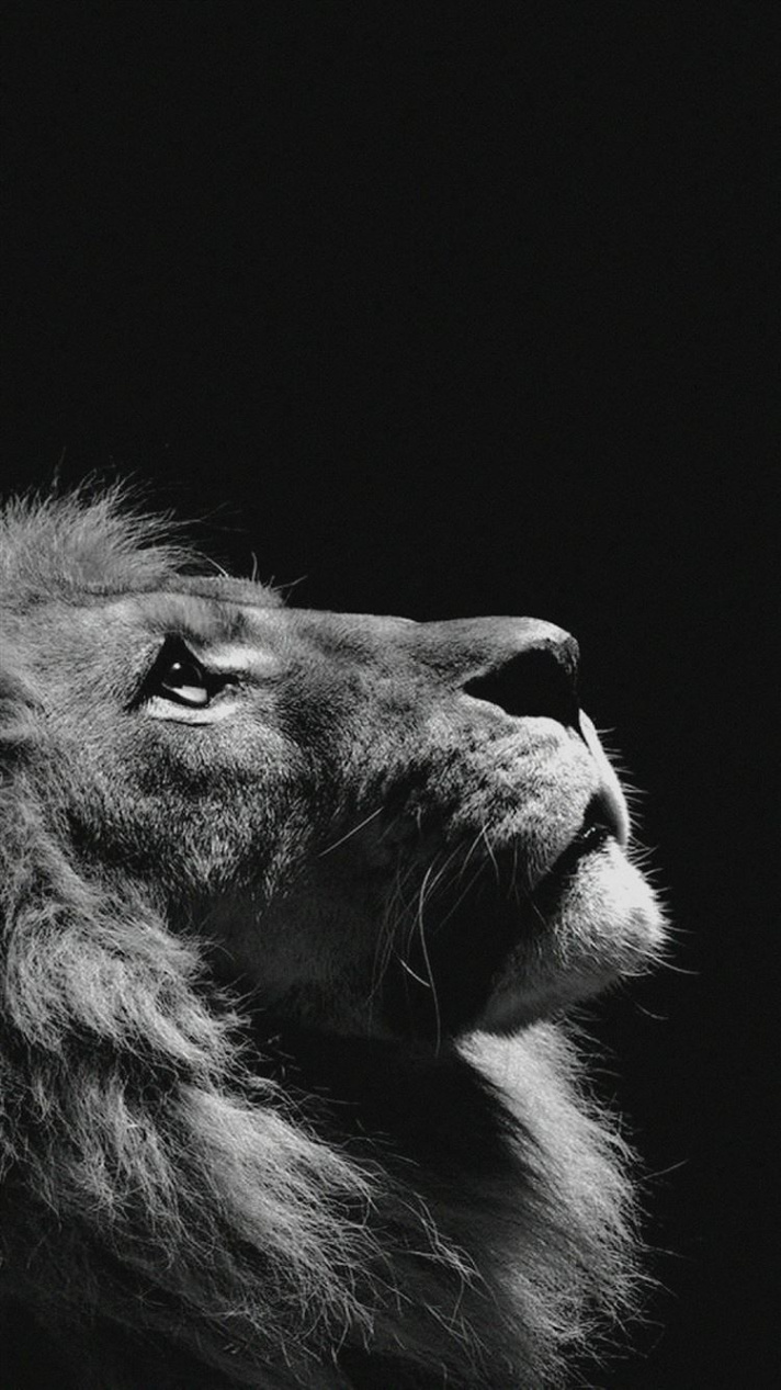 Free download the Lion Looking Sky Animal Nature Dark Photo