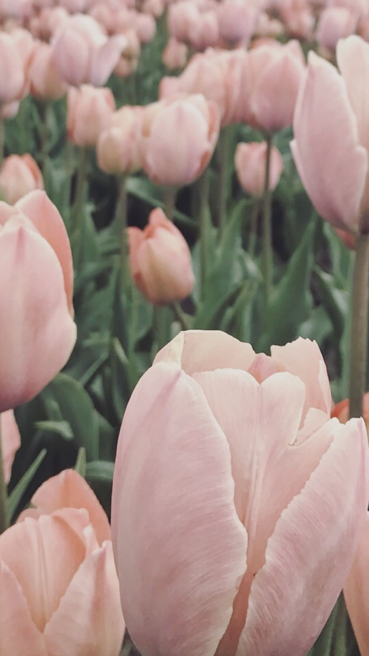 Tulips ☆ iPhone wallpaper  Flower iphone wallpaper, Pink