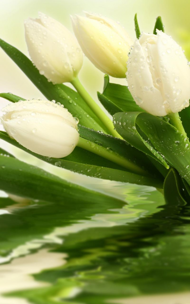 Tulips Live Wallpaper for Android - APK Download  Tulipano