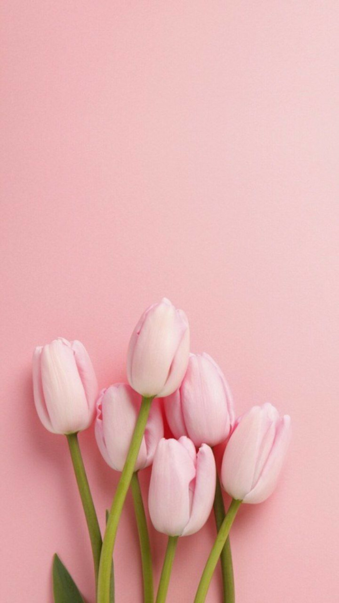 Тюльпаны обои Wallpaper tulips  Nature iphone wallpaper, Flower