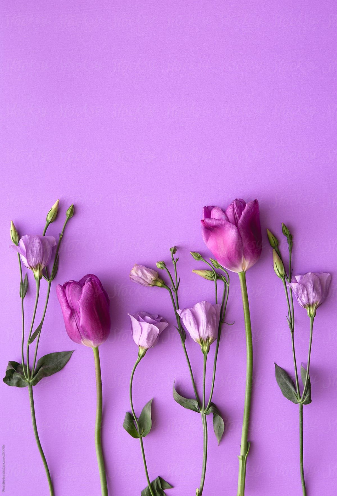 Purple Tulip Flowers And Roses On Purple Background" by Stocksy