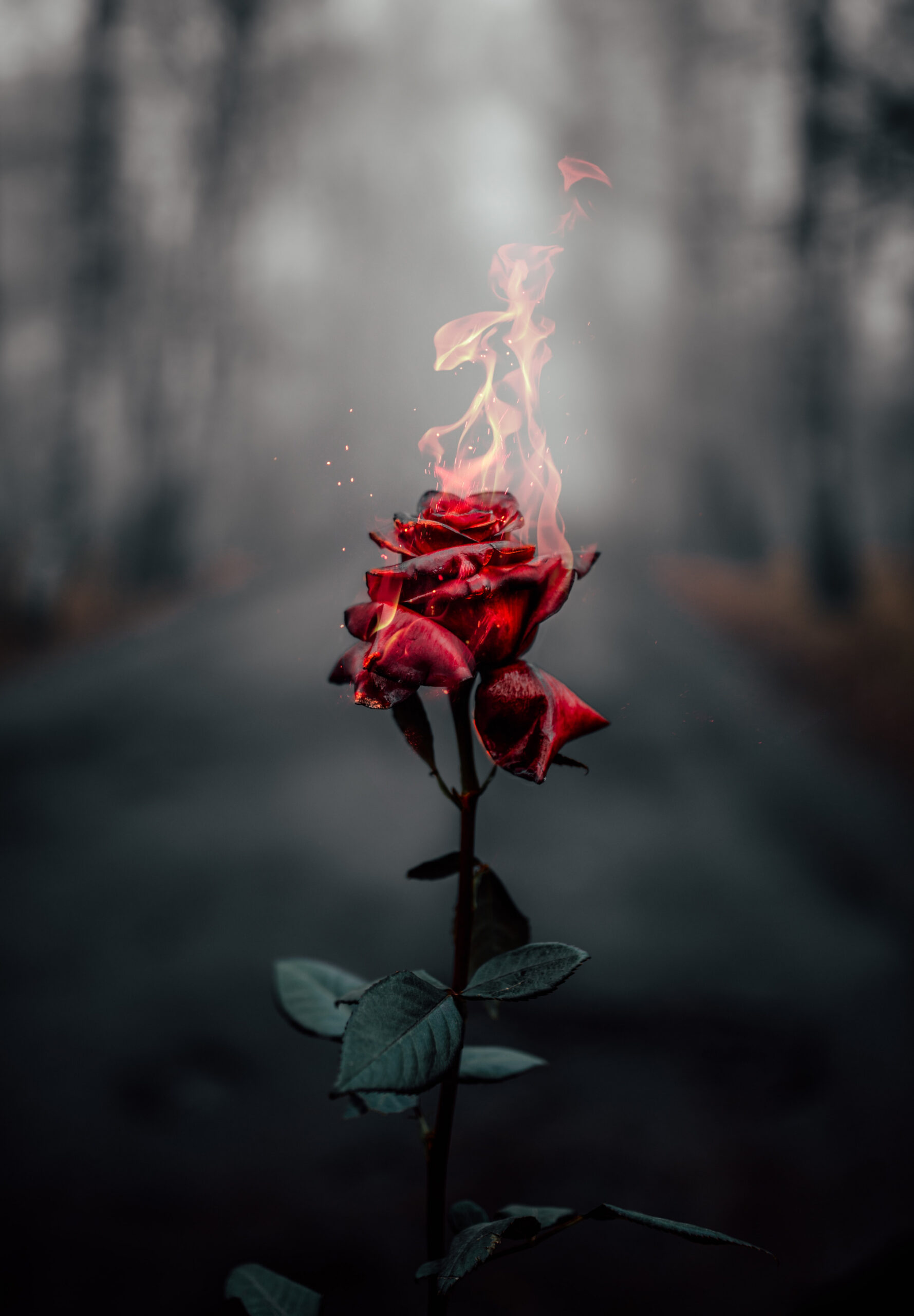 Rose Wallpapers: Free HD Download [+ HQ]  Unsplash