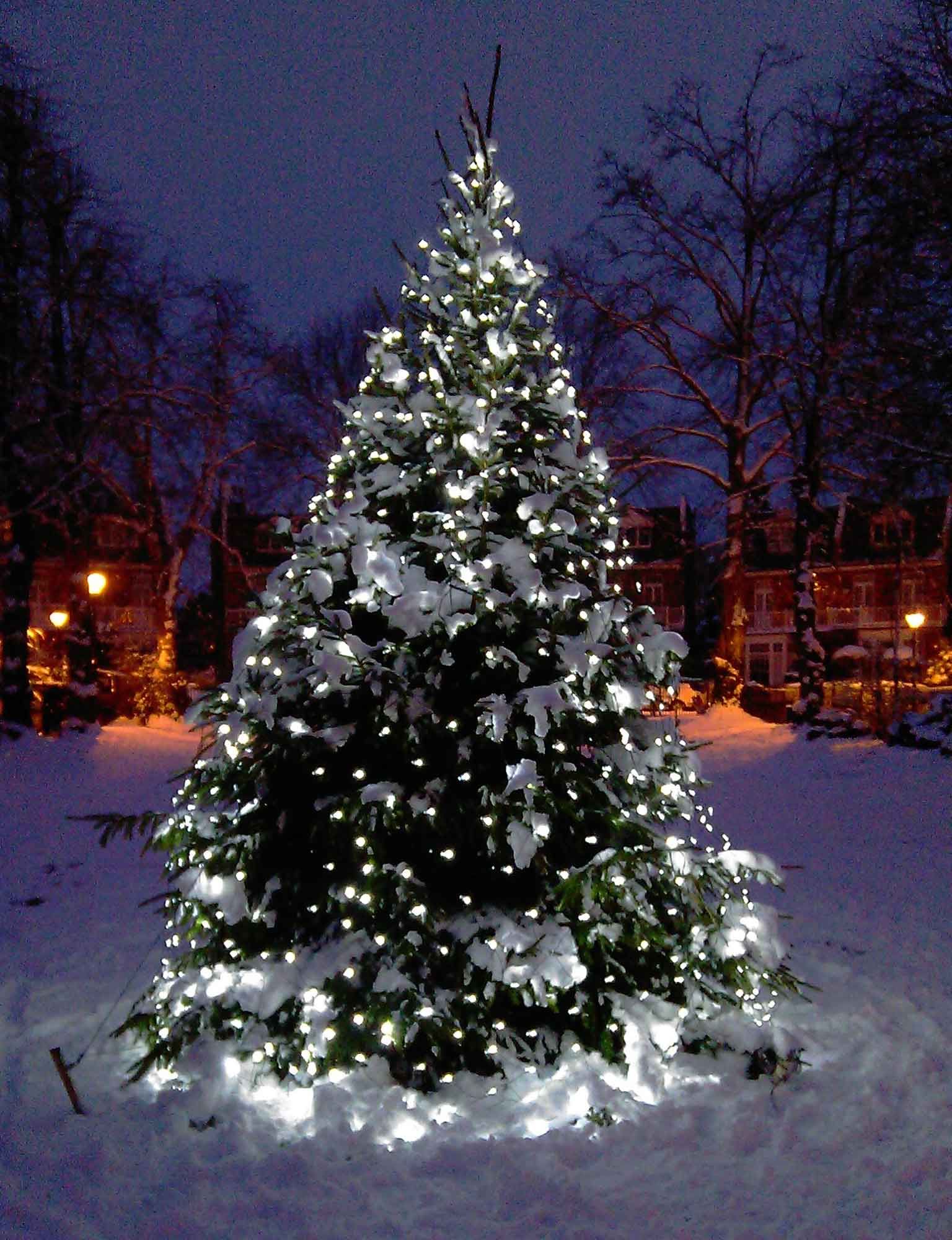 Christmas Tree Outdoor Wallpaper